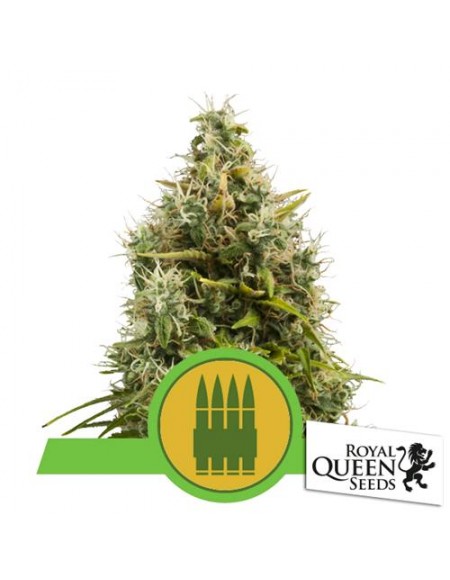 Royal Queen Seeds - Royal AK Automatic - 3 semi