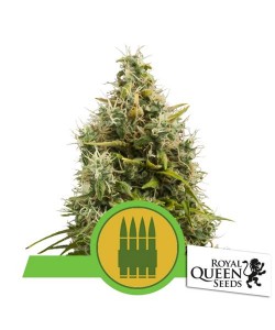 Royal Queen Seeds - Royal AK Automatic - bulk 200 Semi