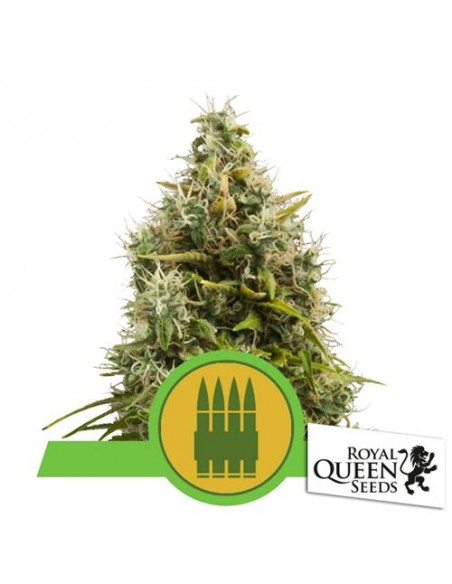 Royal Queen Seeds - Royal AK Automatic - bulk 200 Semi