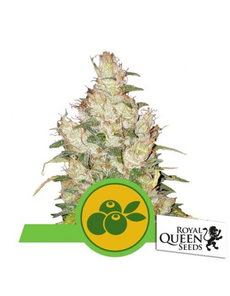Royal Queen Seeds - Haze Berry Automatic - 3 Semi