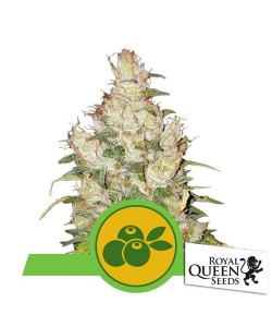 Royal Queen Seeds - Haze Berry Automatic - 5 Semi