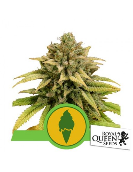 Royal Queen Seeds - Green Gelato Automatic - Usa Premium - 3 Semi