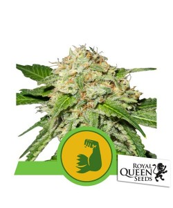 Royal Queen Seeds - HulkBerry Automatic - USA Premium - 1 Seme