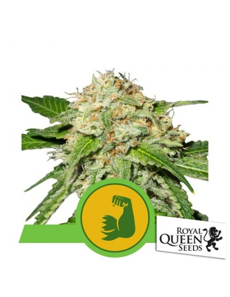 Royal Queen Seeds - HulkBerry Automatic - USA Premium - 1 Seme