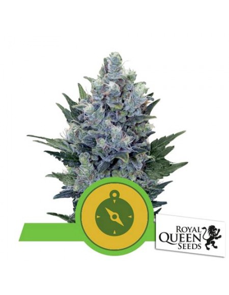 Royal Queen Seeds - Northern Light Automatic - 3 Semi