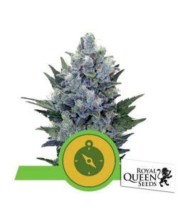 Royal Queen Seeds - Northern Light Automatic - 5 Semi