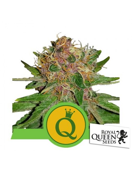 Royal Queen Seeds - Purple Queen Automatic - Usa Premium - 3 Semi