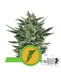 Royal Queen Seeds - Quick...