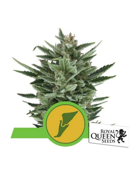 Royal Queen Seeds - Quick One Automatic - 3 Semi