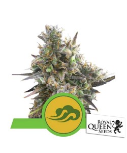 Royal Queen Seeds - Royal...