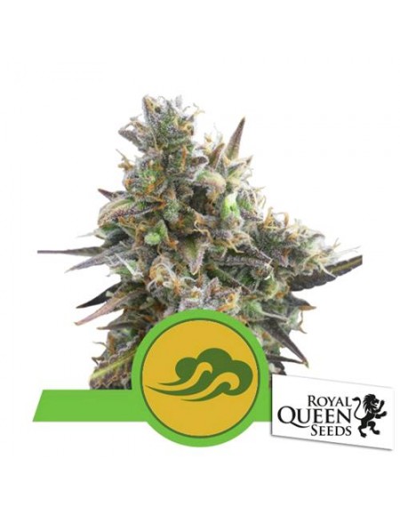 Royal Queen Seeds - Royal Bluematic Automatic - 3 Semi