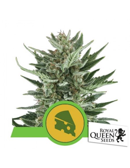 Royal Queen Seeds - Royal Cheese Automatic - 3 Semi