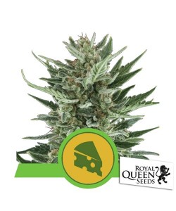 Royal Queen Seeds - Royal Cheese Automatic - Bulk - 200 Semi