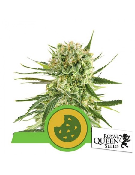 Royal Queen Seeds - Royal Cookies Automatic - Usa Premium - 3 Semi