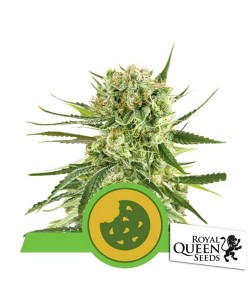 Royal Queen Seeds - Royal Cookies Automatic - Usa Premium - 5 Semi