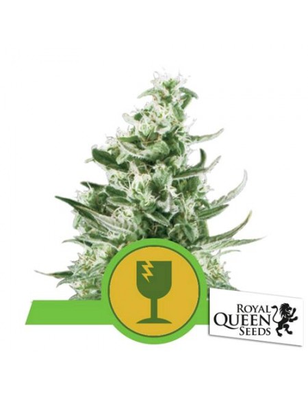 Royal Queen Seeds - Royal Critical Automatic - 3 Semi