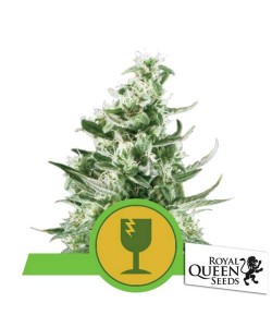 Royal Queen Seeds - Royal Critical Automatic - 5 Semi