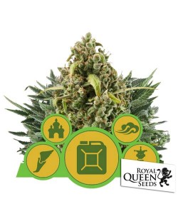 Royal Queen Seeds -...