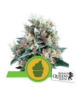 Royal Queen Seeds - Royal...
