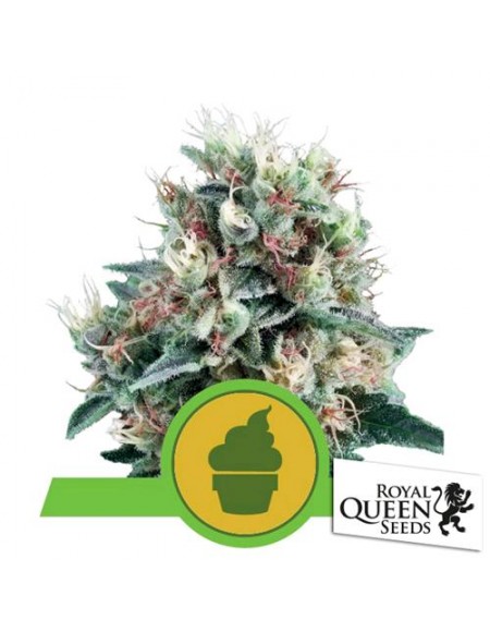 Royal Queen Seeds - Royal Creamatic Automatic - Bulk 25 Semi