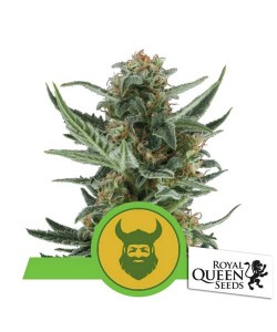 Royal Queen Seeds - Royal...