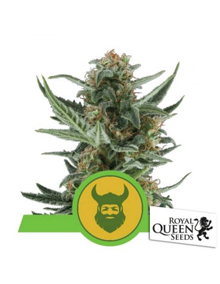 Royal Queen Seeds - Royal Dwarf Automatic - 3 Semi