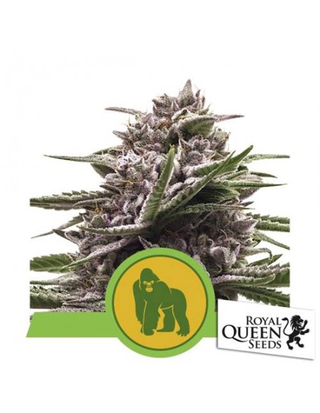 Royal Queen Seeds - Royal Gorilla Automatic - Usa Premium - 3 Semi