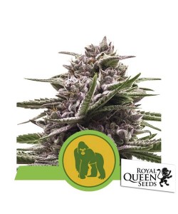 Royal Queen Seeds - Royal Gorilla Automatic - Usa Premium - 5 Semi