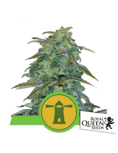 Royal Queen Seeds - Royal Haze Automatic - 3 Semi
