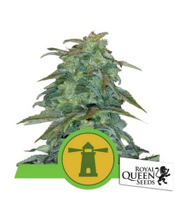 Royal Queen Seeds - Royal...