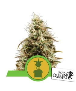Royal Queen Seeds - Royal...