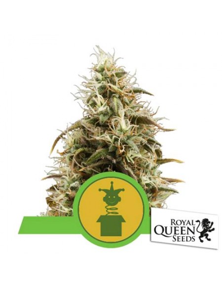 Royal Queen Seeds - Royal Jack Automatic - 3 Semi