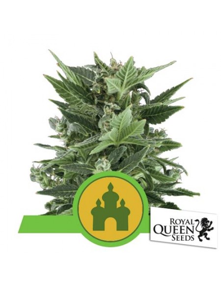 Royal Queen Seeds - Royal Kush Automatic - 3 Semi