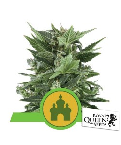 Royal Queen Seeds - Royal...