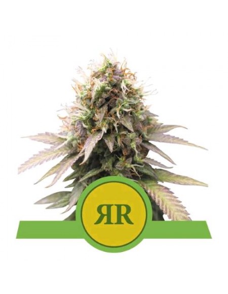 Royal Queen Seeds - Royal Runtz Automatic - 1 Seme