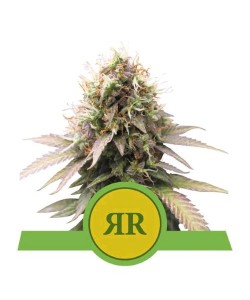 Royal Queen Seeds - Royal...
