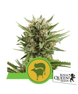 Royal Queen Seeds - Sweet...