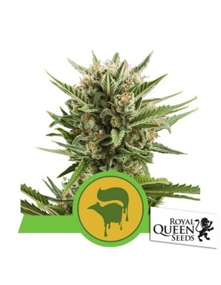 Royal Queen Seeds - Sweet Skunk Automatic - 3 Semi