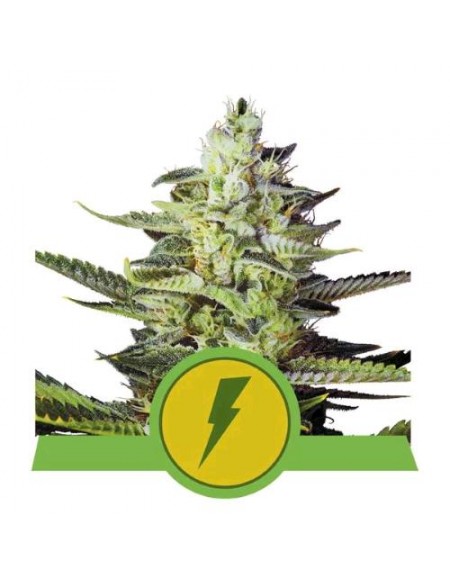 Royal Queen Seeds - Triple G - Automatic - Usa Premium - 1 Seme