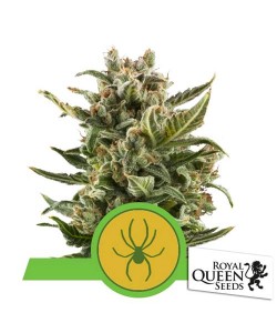 Royal Queen Seeds - White Widow Automatic - 5 Semi
