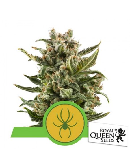 Royal Queen Seeds - White Widow Automatic - 5 Semi