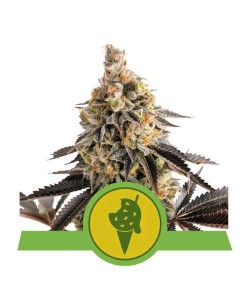 Royal Queen Seeds - Cookies...