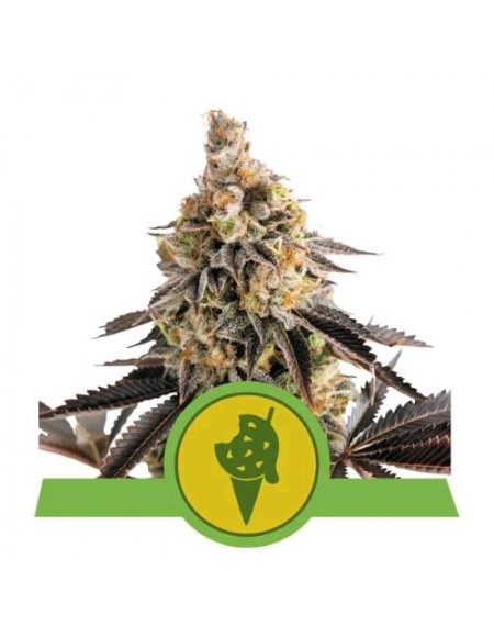 Royal Queen Seeds - Cookies Gelato  Automatic - Usa Premium  1 Seme