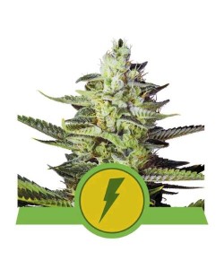 Royal Queen Seeds - North Thunderfuck Automatic - Usa Premium - 3 Semi