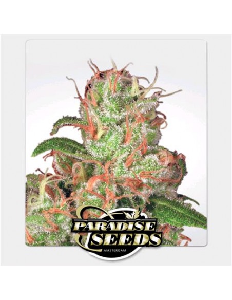 Paradise Seeds - Auto Acid - 3 Semi