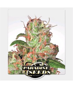 Paradise Seeds - Auto Acid 2