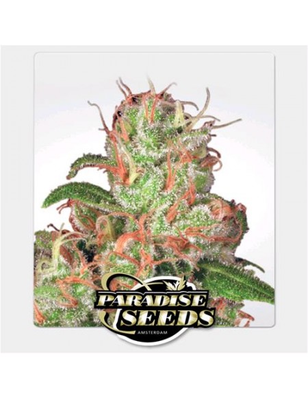 Paradise Seeds - Auto Acid - 10 Semi