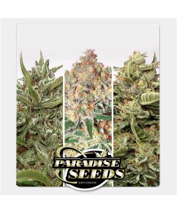 Paradise Seeds - Auto Collection Pack 1 2