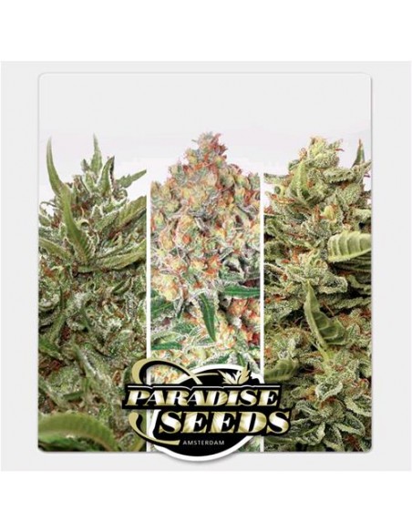 Paradise Seeds - Auto Collection Pack 1