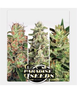 Paradise Seeds - Auto Collection Pack 2 2